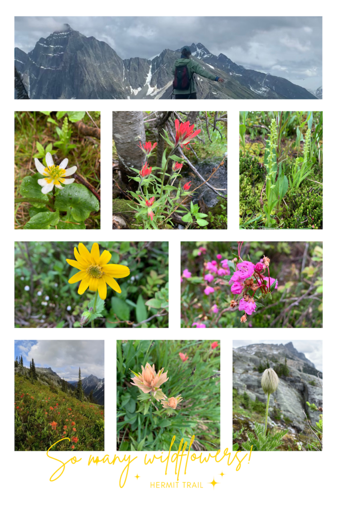 A collage of photos highlighting all of the wildflowers blooming in the mountains while hiking on the Hermit Trail in Canada's Glacier National Park, B.C.