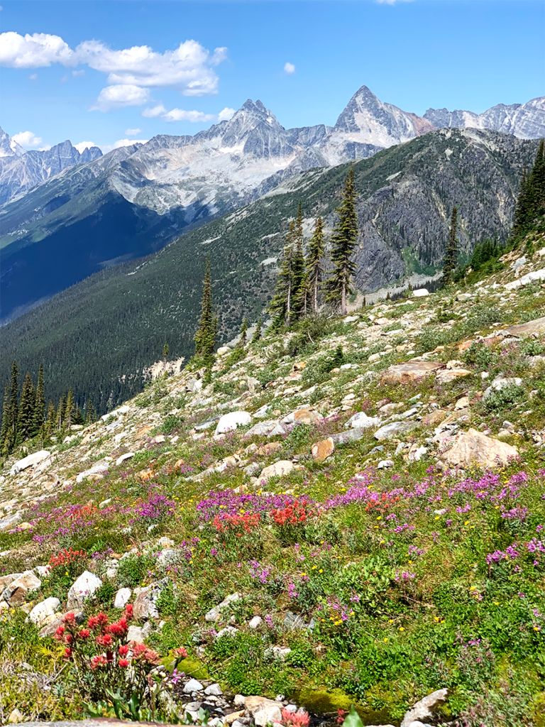 Distant mountain ranges in Glacier National Park in the background with a field of alpine wildflowers in the foreground.