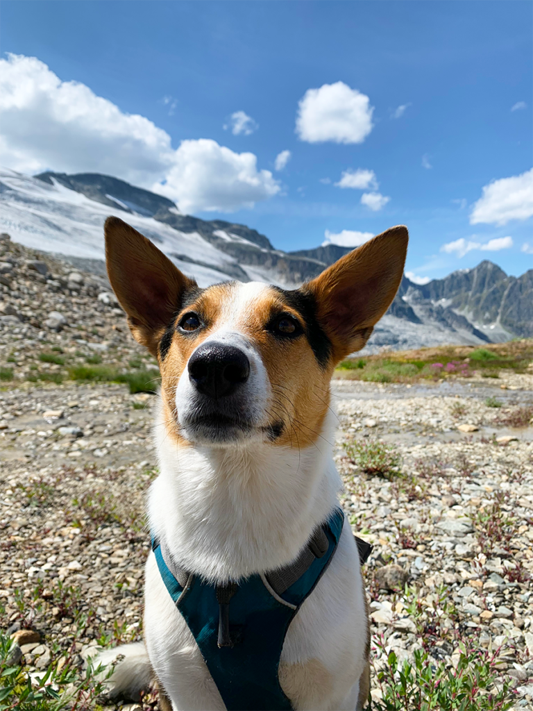 My dog, Ziggy, at the end of the Asulkan Valley Trail sitting beside a glacier runoff river and alpine wildflowers with mountain ranges behind her.