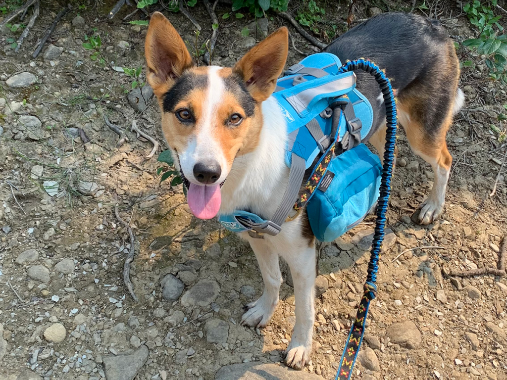 A dog named Ziggy wearing a blue backpack, ready to hike the Iceline Trail in Yoho National Park