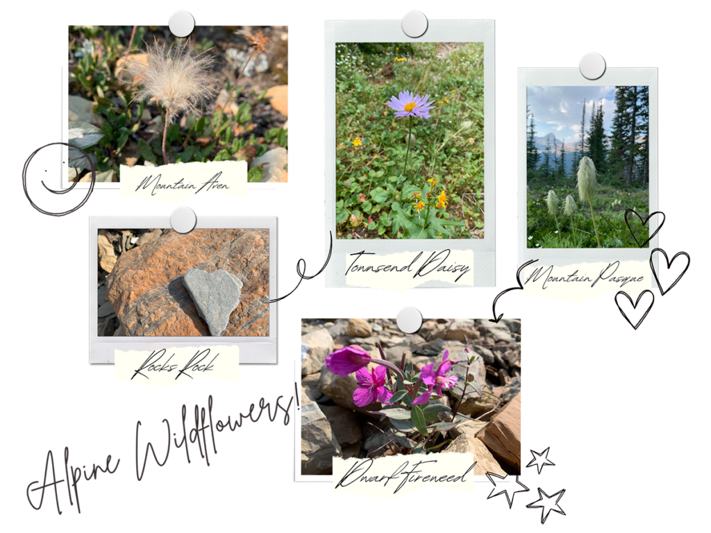 Wildflower Collage in Yoho National Park