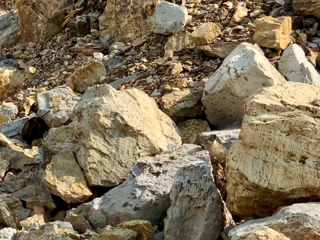 Spotted a Pika hiding in the rocks on the Iceline Trail in Yoho National Park