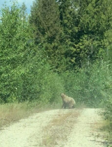 Young grizzly on a forest service road