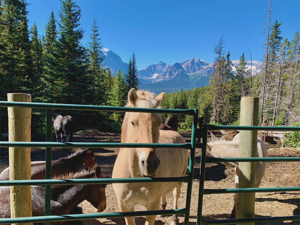 A light brown horse standing behind a green metal gate with rocky mountains in the distance