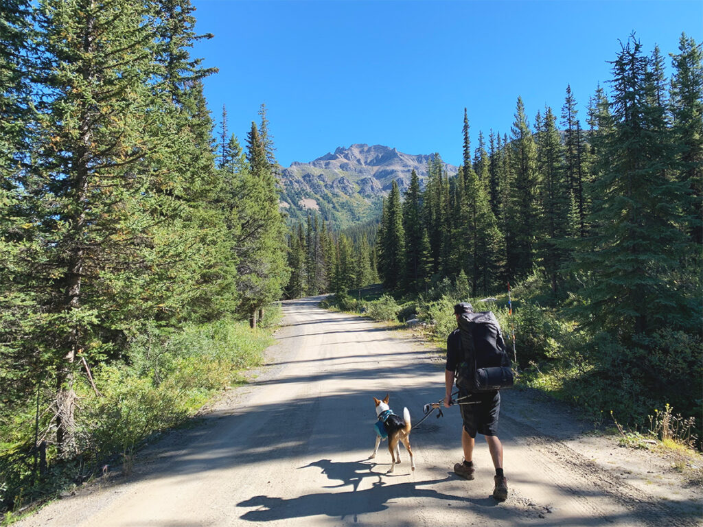 Man and dog hiking on dirt road towards mountain