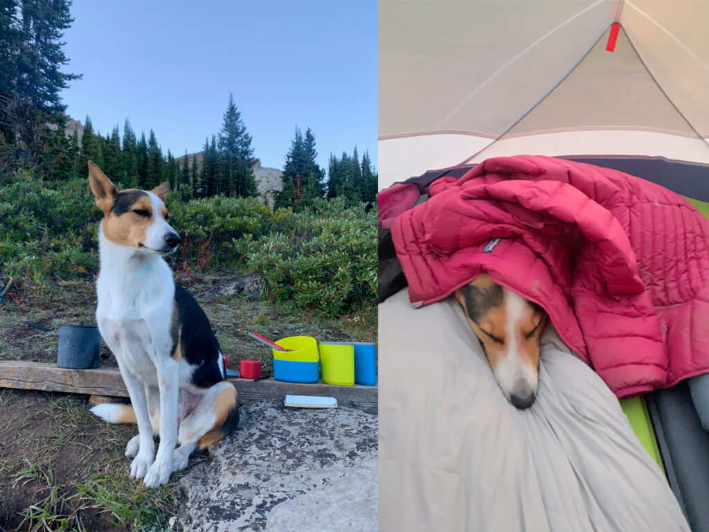 Skoki Loop hike is a dog-friendly trip for backcountry camping in Banff